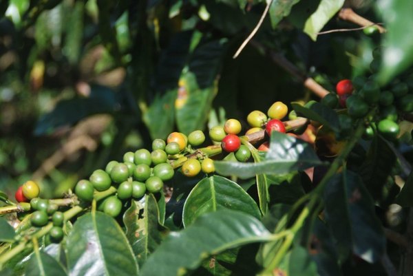 NOMAD - Koffeinfrei COLOMBIA